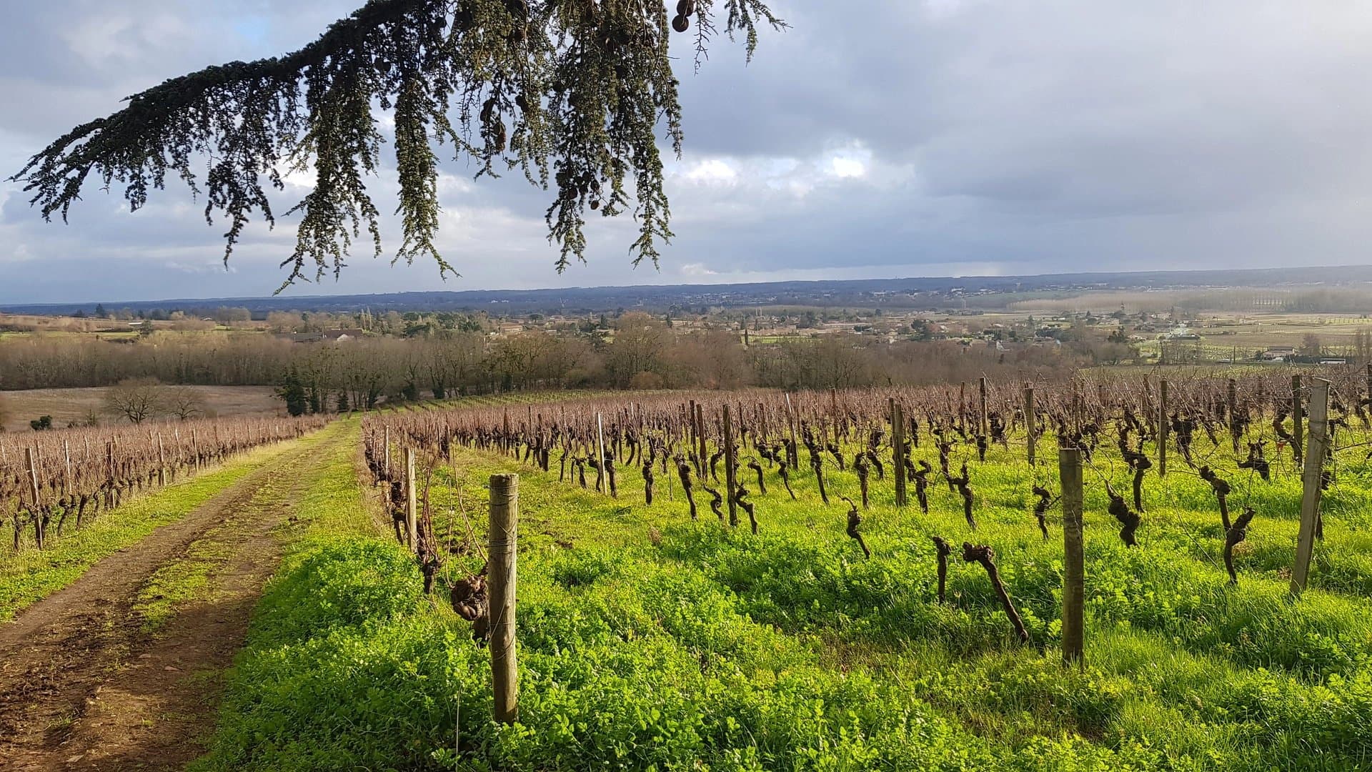 Maison de charme et son vignoble
