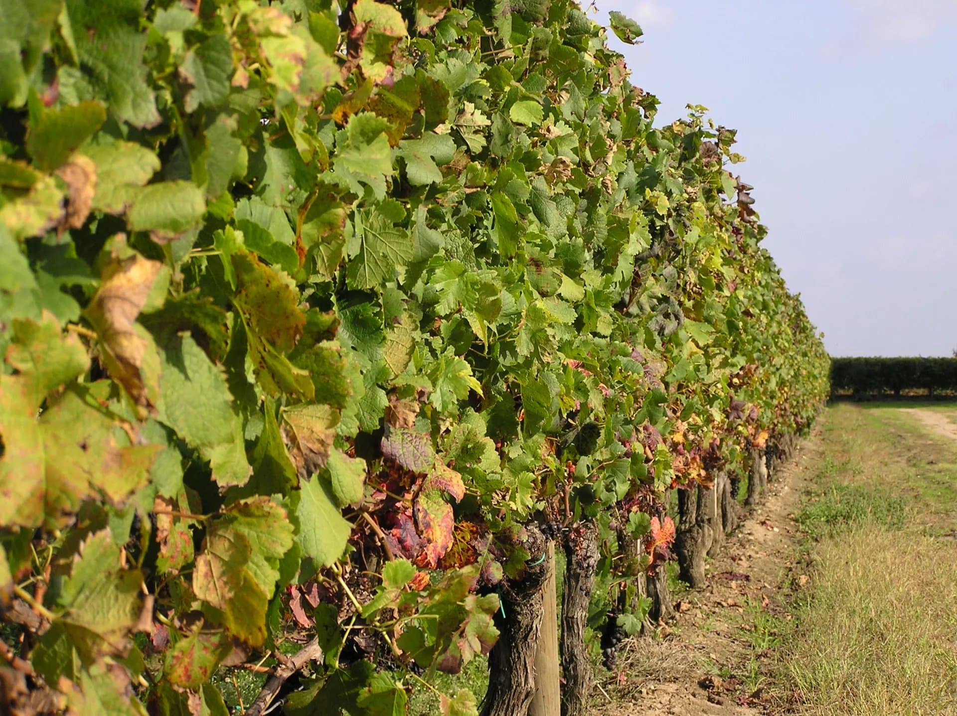Belle propriété viticole de 10 ha en AOC Castillon-Côtes de Bordeaux