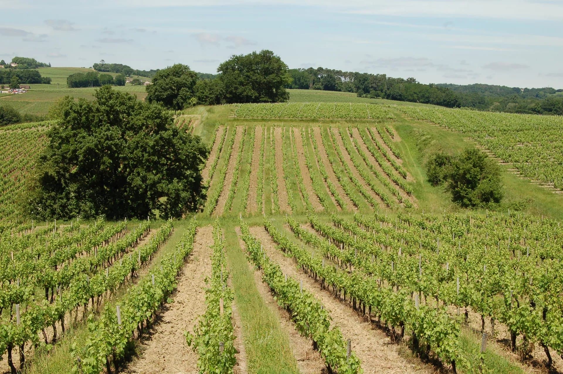 Propriété viticole de 8 hectares -  Beau terroir - AOC Côtes de Bourg