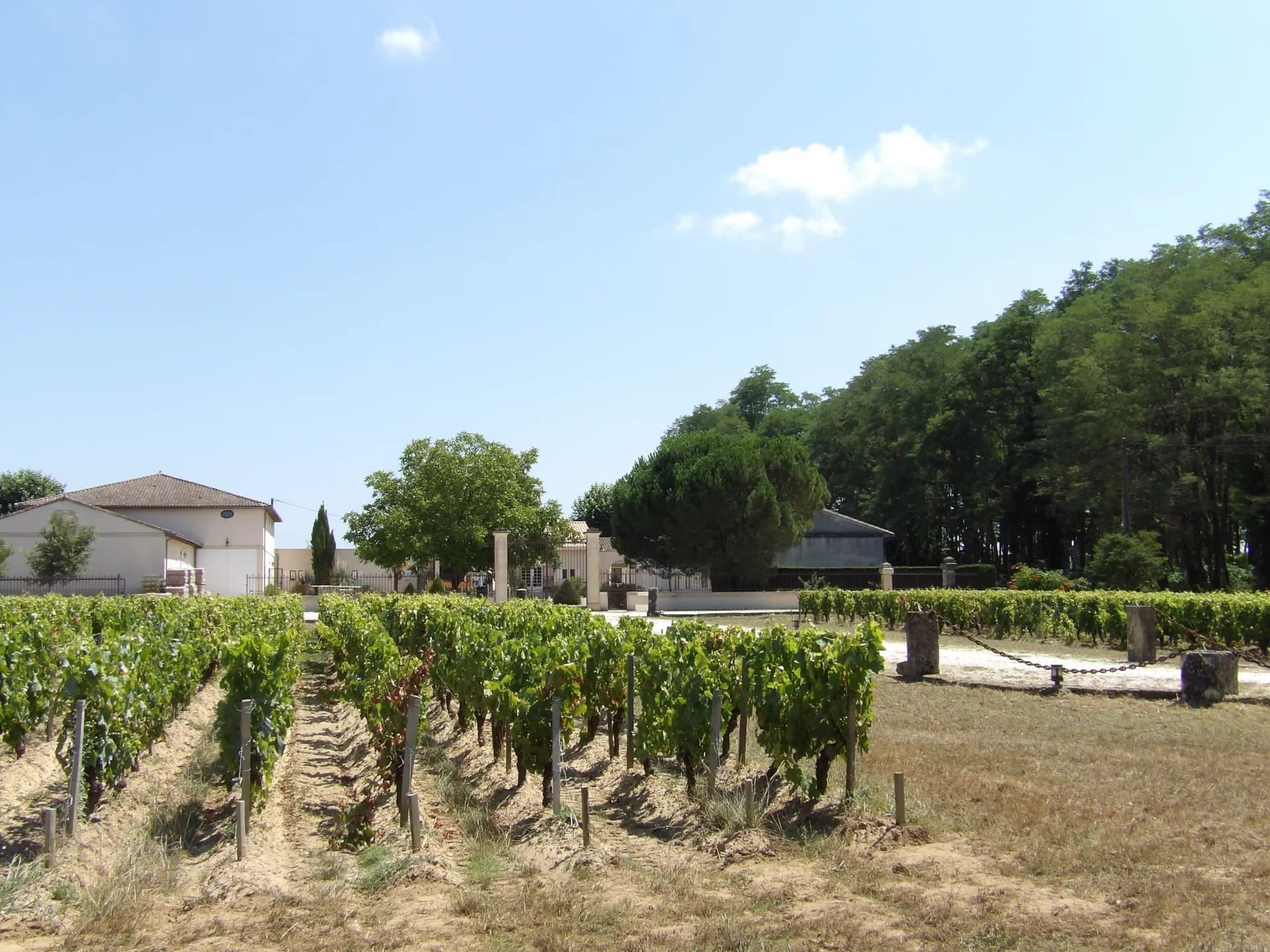 A la vente propriété viticole - 9 ha en Haut Médoc - Bel outil de production