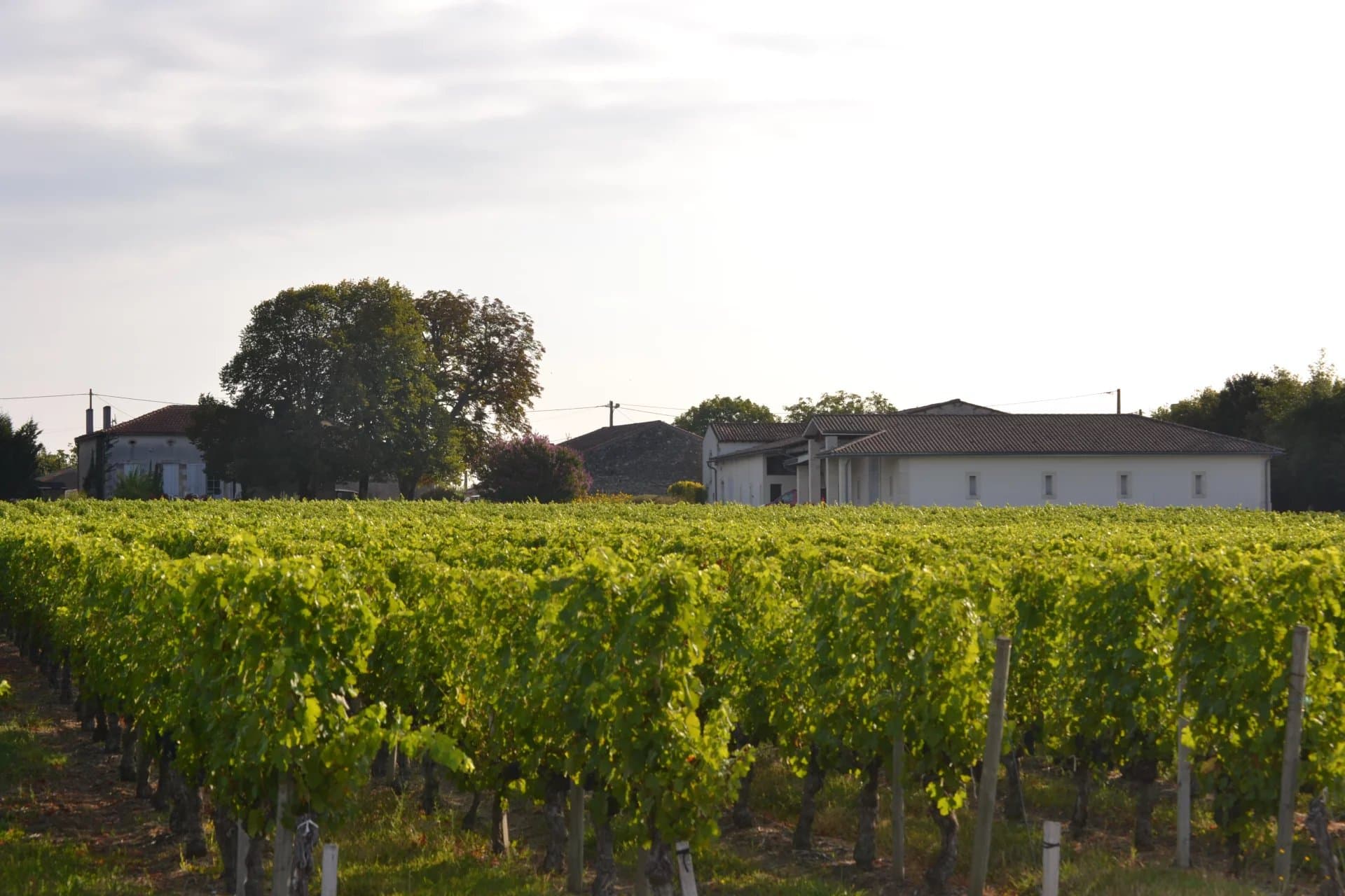AOC Moulis vineyard estate of 16 ha in one single block with a stone house to renovate