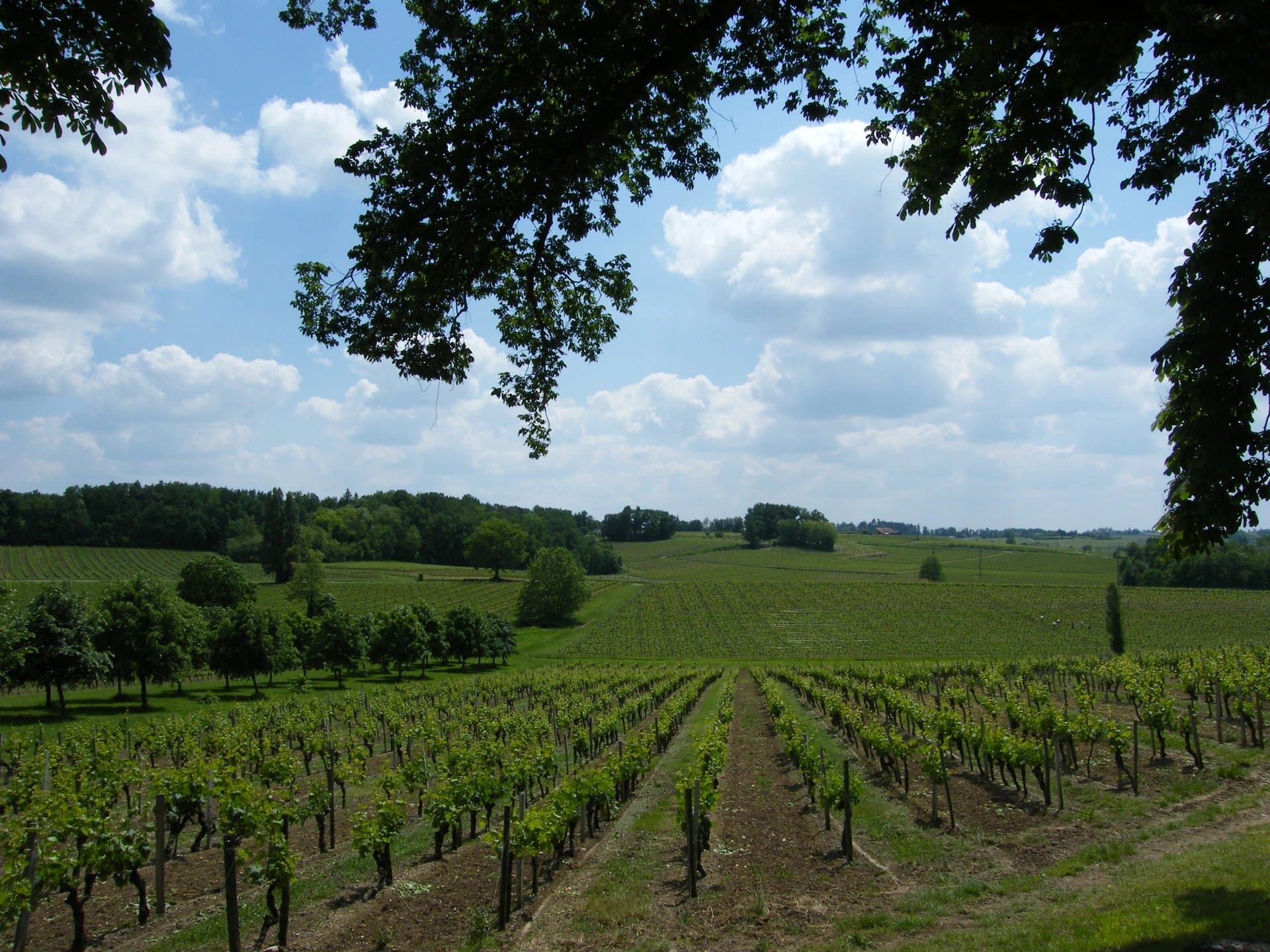 Manor house and Côtes-de-Bordeaux vineyard