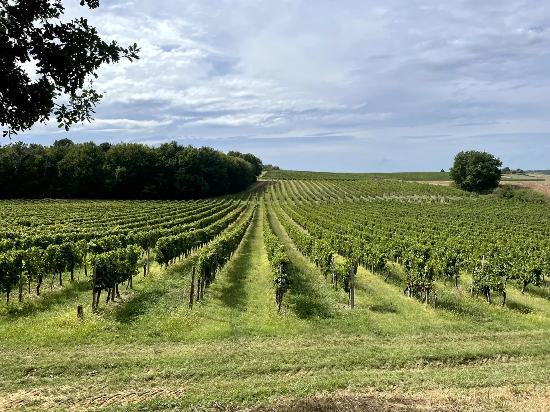 A vendre, à 10 min de Duras, Propriété viticole de renommée
