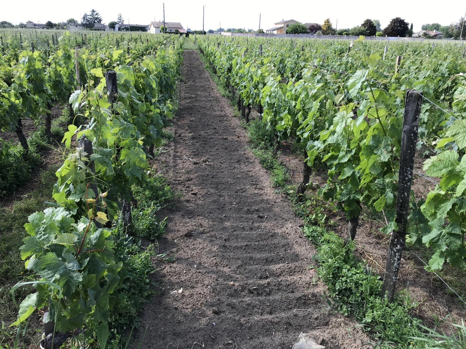 Parcelles de vignes et bâtiments agricoles près de Saint-Emilion