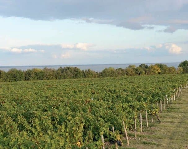 AOC Médoc - 25 Ha sur croupe de Graves