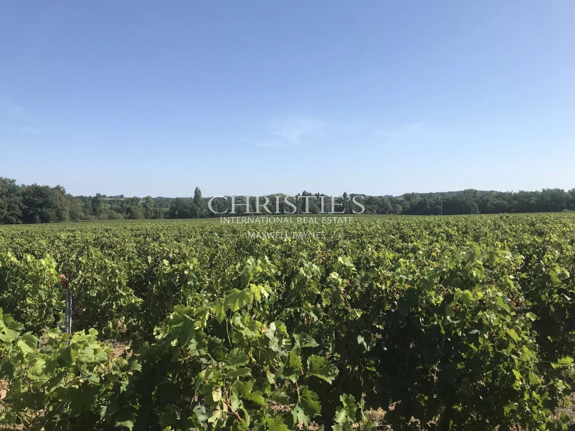 Parcelle de vignes Saint-Emilion à vendre