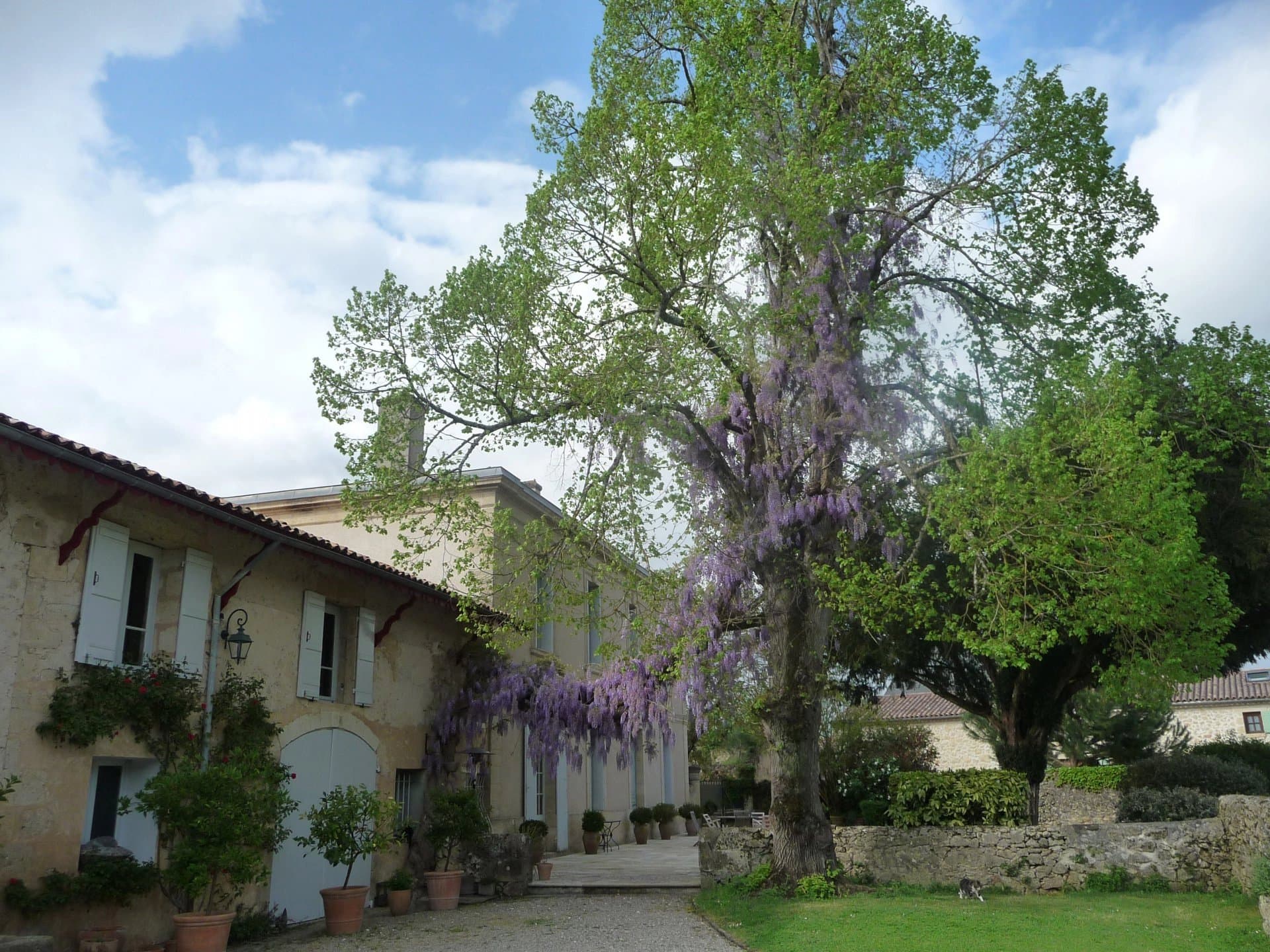 Grande Girondine dans un jardin clos de murs