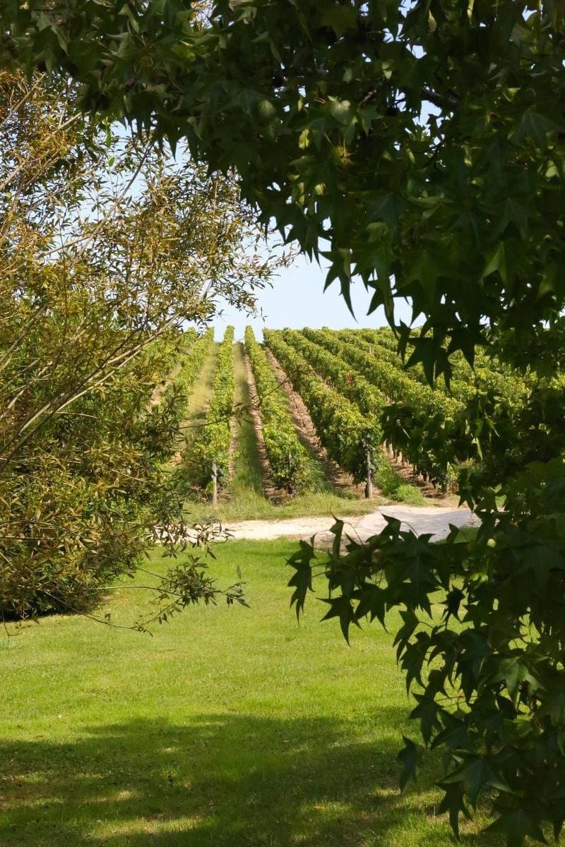 Prestigious vineyard estate near Saint-Emilion