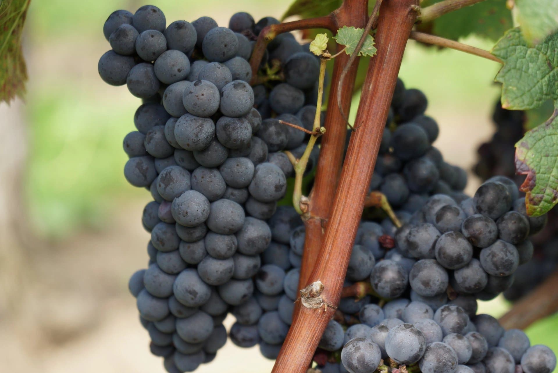 A vendre belle propriété viticole - 67 ha de vignes en Bordeaux Supérieur proche de Bordeaux