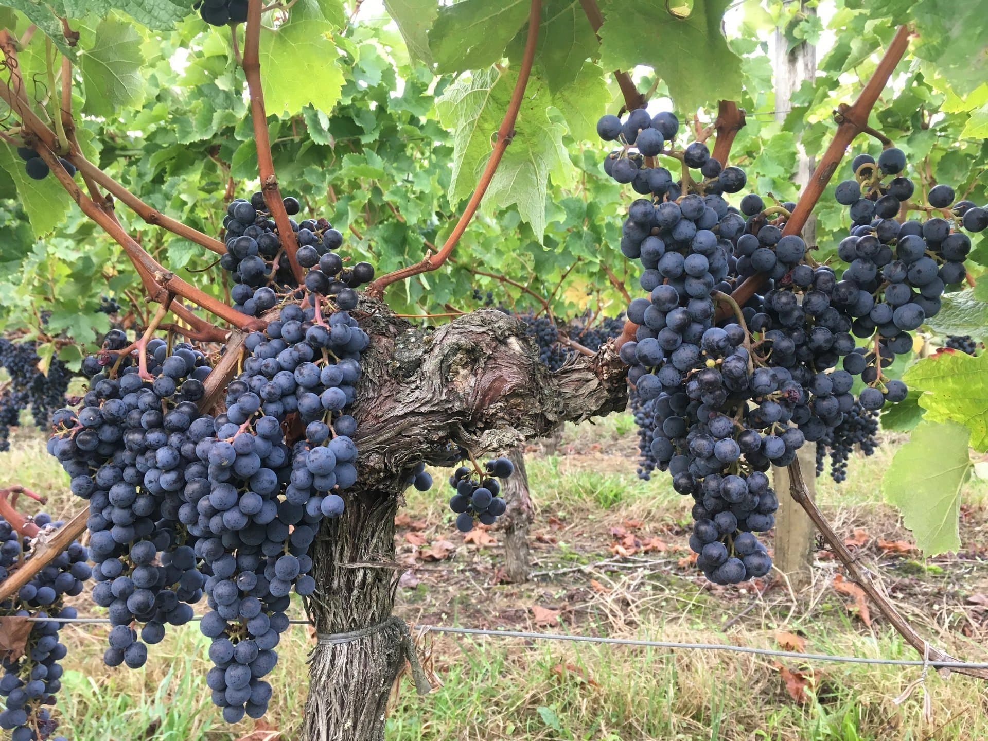 Propriété viticole au coeur de Saint-Emilion