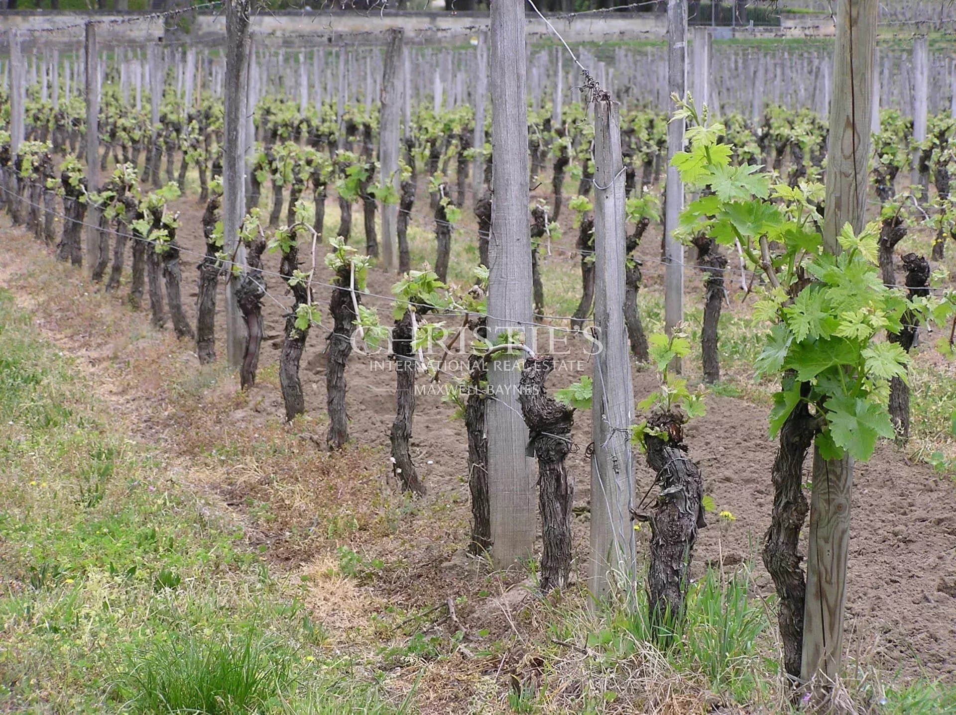 Parcel of vine 46 ares and 50 ca