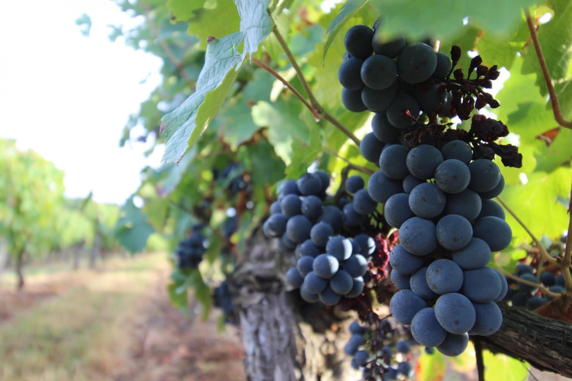 AOC Bordeaux Supérieur - belle propriété viticole de 80 ha dont 21 ha de vignes