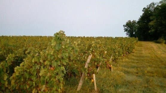 Bordeaux vineyard of about 33 ha in AOC Bordeaux / Entre-Deux-Mers