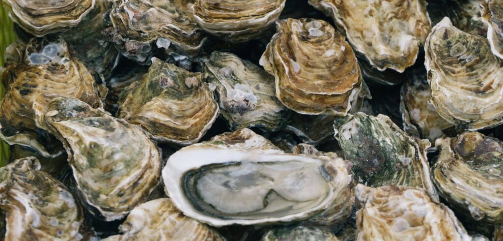 Huîtres fraiches