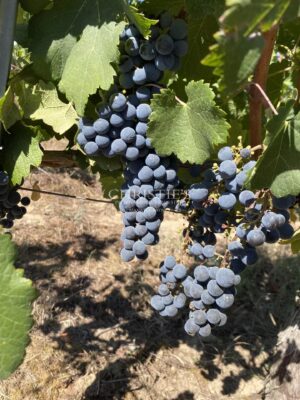 Investissement viticole clé en main - parcelles de vignes en AOC Saint-Emilion Grand Cru