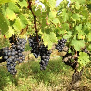 Charmante propriété près de Libourne : habitation girondine, dépendances, et vignes BIO