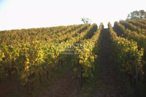 Charmante propriété près de Libourne : habitation girondine, dépendances, et vignes BIO