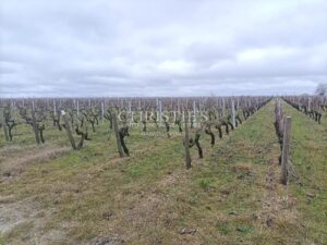 For sale  26,7820 hectares -  Haut Médoc vines