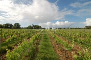 For sale organic vineyard in AOC Pécharmant and Rosette