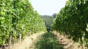 For sale organic vineyard of 15 ha – very well maintained with great terroir