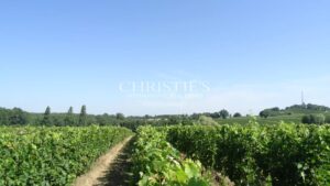 For sale organic vineyard of 15 ha – very well maintained with great terroir