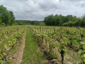 For sale organic vineyard of 15 ha – very well maintained with great terroir