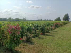 A vendre charmante propriété viticole de 8 ha près de Saint-Emilion