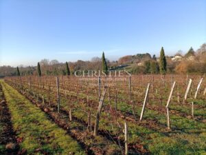 Small vineyard estate for sale of 6.86 ha with farm buildings in excellent condition