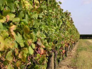 Parcelle de vigne de 46 ares 50 ca