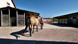 Vente domaine équestre près de Poitiers