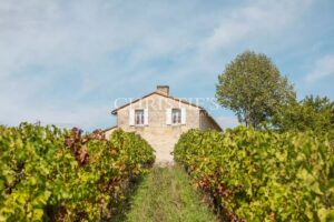 Attractive 3.21 ha vineyard near Bordeaux - Turnkey!