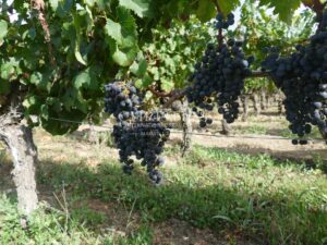 Domaine viticole Saint-Emilion Grand Cru Classé