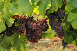 For sale former old winegrower's house - Saint-Emilion