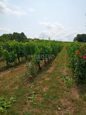 Turnkey 9-hectare vineyard estate