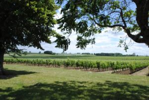 For sale Turnkey vineyard estate of 26 ha - perfectly maintained!