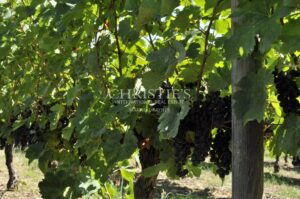 A la vente AOC Pomerol environ 1.50 ha de vignes