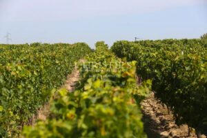 Environ 10 ha de vignes en AOC Graves