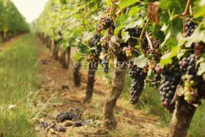 Environ 10 ha de vignes en AOC Graves