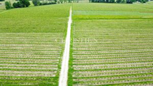 28 ha wine estate in excellent condition with attractive buildings