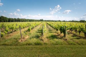 Manoir exceptionnel du XV et XVIeme avec jardins à la Française et vignoble Saumur AOC