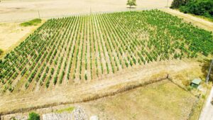 Charmante maison en pierre ouverte sur la nature et son jardin