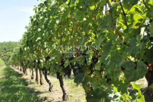 AOC Pomerol parcels of vines with buildings for sale