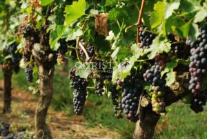 Vineyard in AOC Montagne, Lalande de Pomerol and Bordeaux - Production facilities in good condition