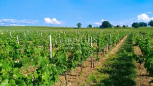 28 ha of vines - Magnificent terroir - Beautiful stone house!