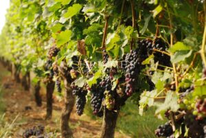 A vendre – Parcelle de vignes en AOP Bordeaux avec bâtiment agricole - Entre-Deux-mer