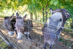 The Old Farmhouse with barns, 3 donkies and 35 hectares of land
