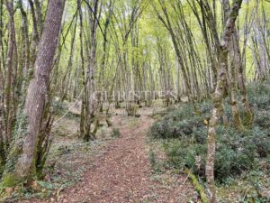 Charmante propriété en Périgord proche Sarlat