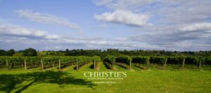 A vendre - propriété viticole - vignes 1 - VC4702