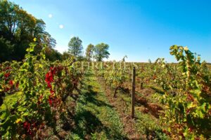 Propriété de charme avec vue sur la Dordogne – 2,9 ha d’un seul tenant