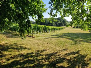 Beautiful Château with gîte and organic vineyard in the Bergerac region